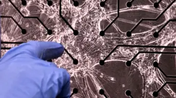 هل بدأ عصر الحواسيب الحية؟ خلايا دماغ بشرية تتعلم لعبة “دوم” | علوم